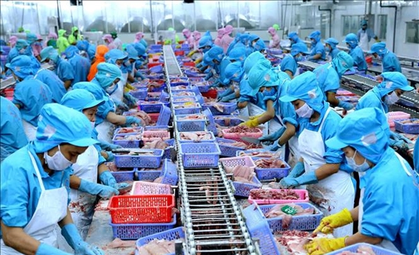 Quý III/2019, hai ‘ông lớn’ ngành thủy sản ngậm ngùi báo lỗ