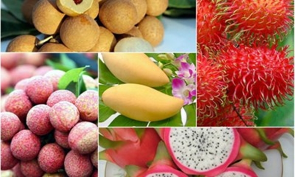 Nhiều loại trái cây của Việt Nam đã được xuất khẩu với các tiêu chuẩn chất lượng cao vào các thị trường khó tính