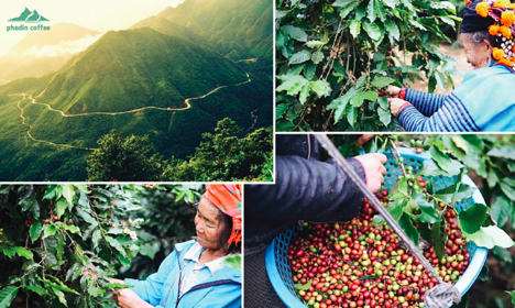 Phadin Coffee sở hữu xưởng chế biến cà phê, nguồn nguyên liệu được chọn lọc từ những vùng cà phê có chất lượng tốt nhất tại nước ta
