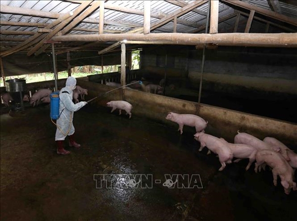 Nhân viên thú y phun hóa chất tiêu độc khử trùng khu chăn nuôi tại huyện Văn Giang (Ảnh: Vũ Sinh/TTXVN)