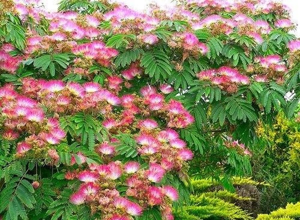 Hợp hoan b&igrave; gi&uacute;p giảm buồn phiền, căng thẳng