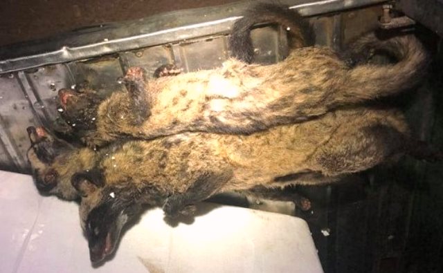 Phát hiện 110 cá thể động vật hoang dã trên xe khách