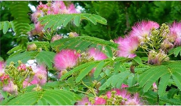 Hợp hoan b&igrave; gi&uacute;p giảm cảm gi&aacute;c lo &acirc;u, sợ h&atilde;i