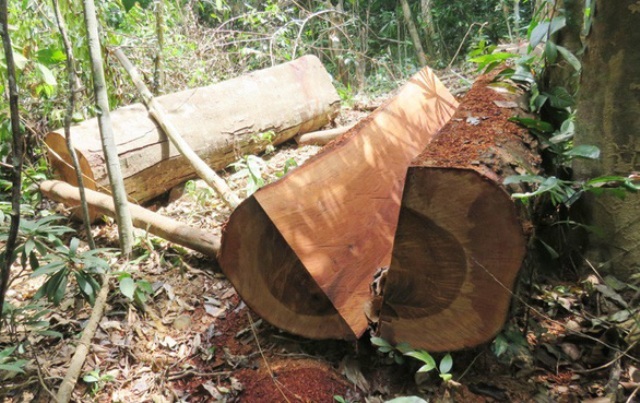 Một số gỗ thu được trong vụ phá rừng ở tiểu khu 329 Lâm trường Trường Sơn