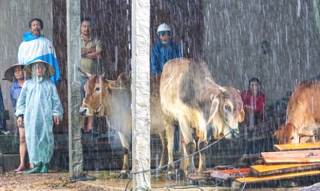 người d&acirc;n v&agrave; s&uacute;c vật sơ tna
