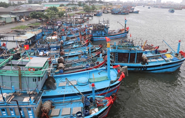 Tàu cá của ngư dân về neo đậu tránh bão số 5 tại Âu thuyền Thọ Quang (Ảnh TTXVN)
