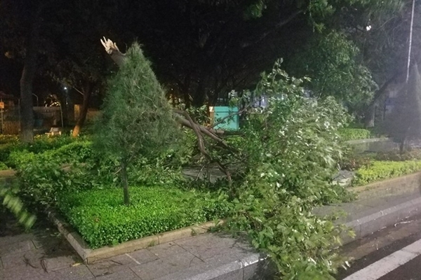 Gió giật mạnh kèm theo mưa lớn khiến cây bật gốc, gãy đổ khu vực TP. Quy Nhơn đêm qua (Ảnh Dân trí)
