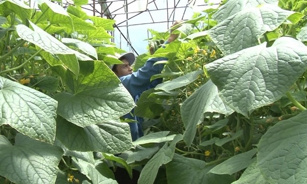 Đức Trọng (Lâm Đồng) có 480 ha được cấp giấy chứng nhận VietGap