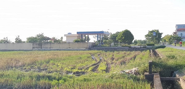 Công ty CP xây lắp 5 Thái Bình ngang nhiên san lấp hàng nghìn m2 đất trồng lúa sang để xây dựng cây xăng