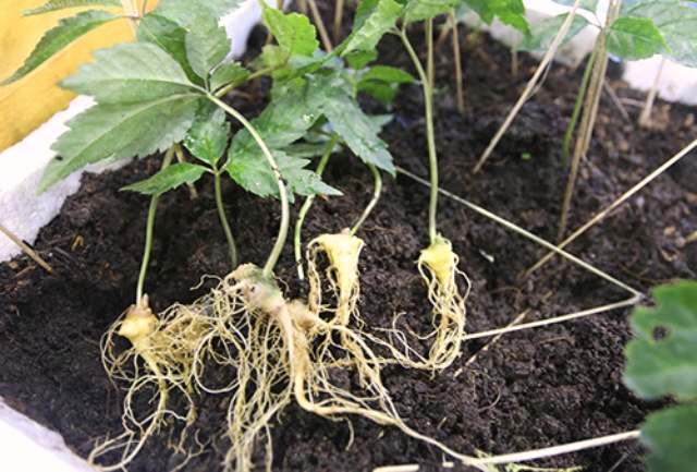 C&acirc;y S&acirc;m Ngọc Linh giống một năm tuổi