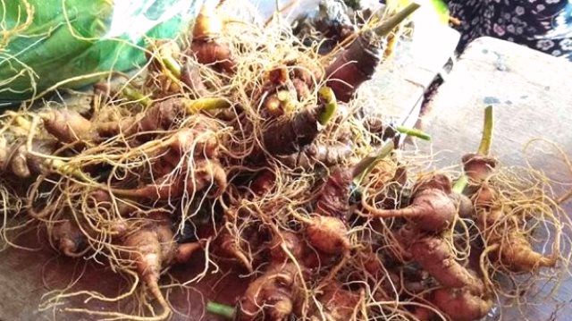 S&acirc;m Ngọc Linh- Nam Tr&agrave; My- Quảng Nam