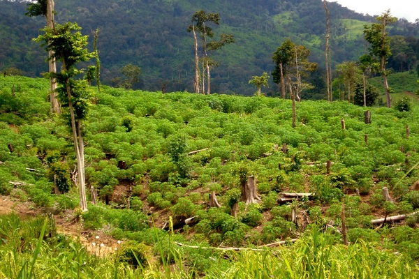 Gia Lai: Rừng ở biên giới liên tục bị phá để làm rẫy