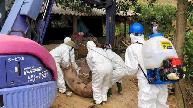 Hà Tĩnh: Một ngày tiêu hủy gần 300 con lợn vì mắc dịch tả lợn châu Phi