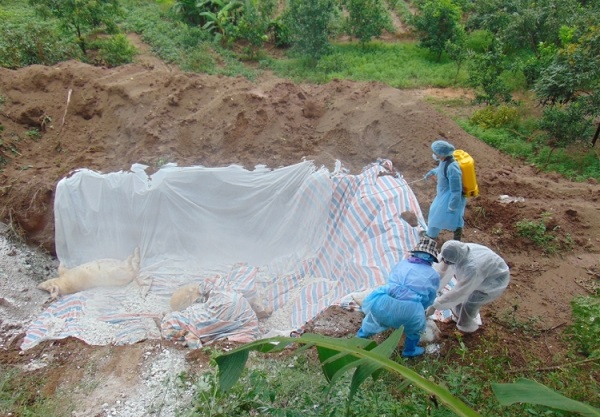 H&agrave; Nội lu&ocirc;n coi việc khống chế dịch tả lợn ch&acirc;u Phi l&agrave; nhiệm vụ trọng t&acirc;m số một