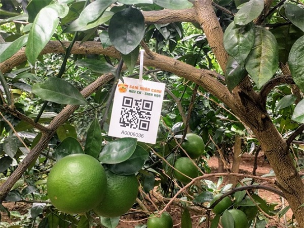 Hà Nội: Thêm sản phẩm nông nghiệp đạt chuẩn VietGap, được gắn truy xuất nguồn gốc