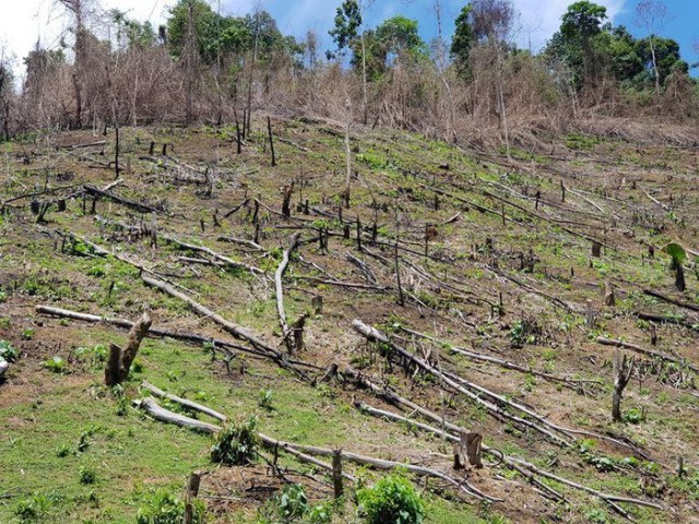 Một khoảng rừng ở huyện Qùy Châu (Nghệ An) bị chặt phá