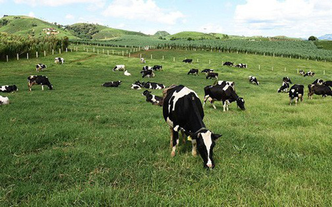 Vinamilk tiếp tục nâng sở hữu tại GTNFoods