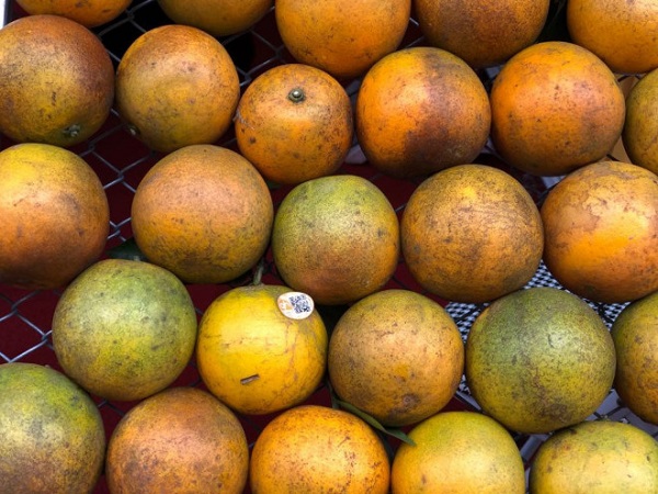 Giá cam Cao Phong giảm mạnh