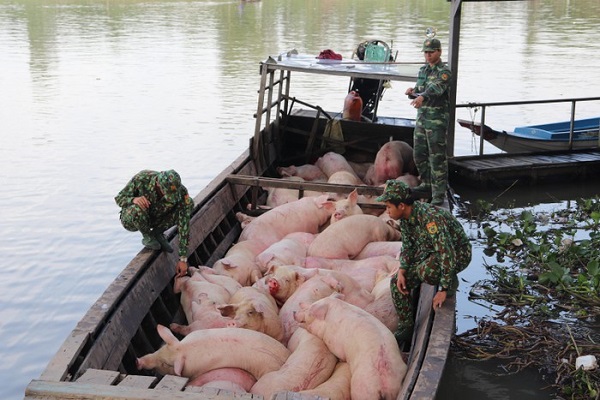 Cán bộ, chiến sĩ Đồn Biên phòng Phú Hữu kiểm tra đàn lợn bị bắt giữ (Ảnh: Báo Biên Phòng)