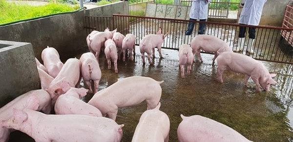 Cả nước sẽ thiếu hụt hơn 200.000 tấn thịt lợn vào những tháng cuối năm
