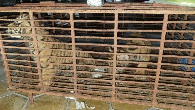 Hà Tĩnh: Giải cứu 2 cá thể hổ con khỏi vụ vận chuyển trái phép