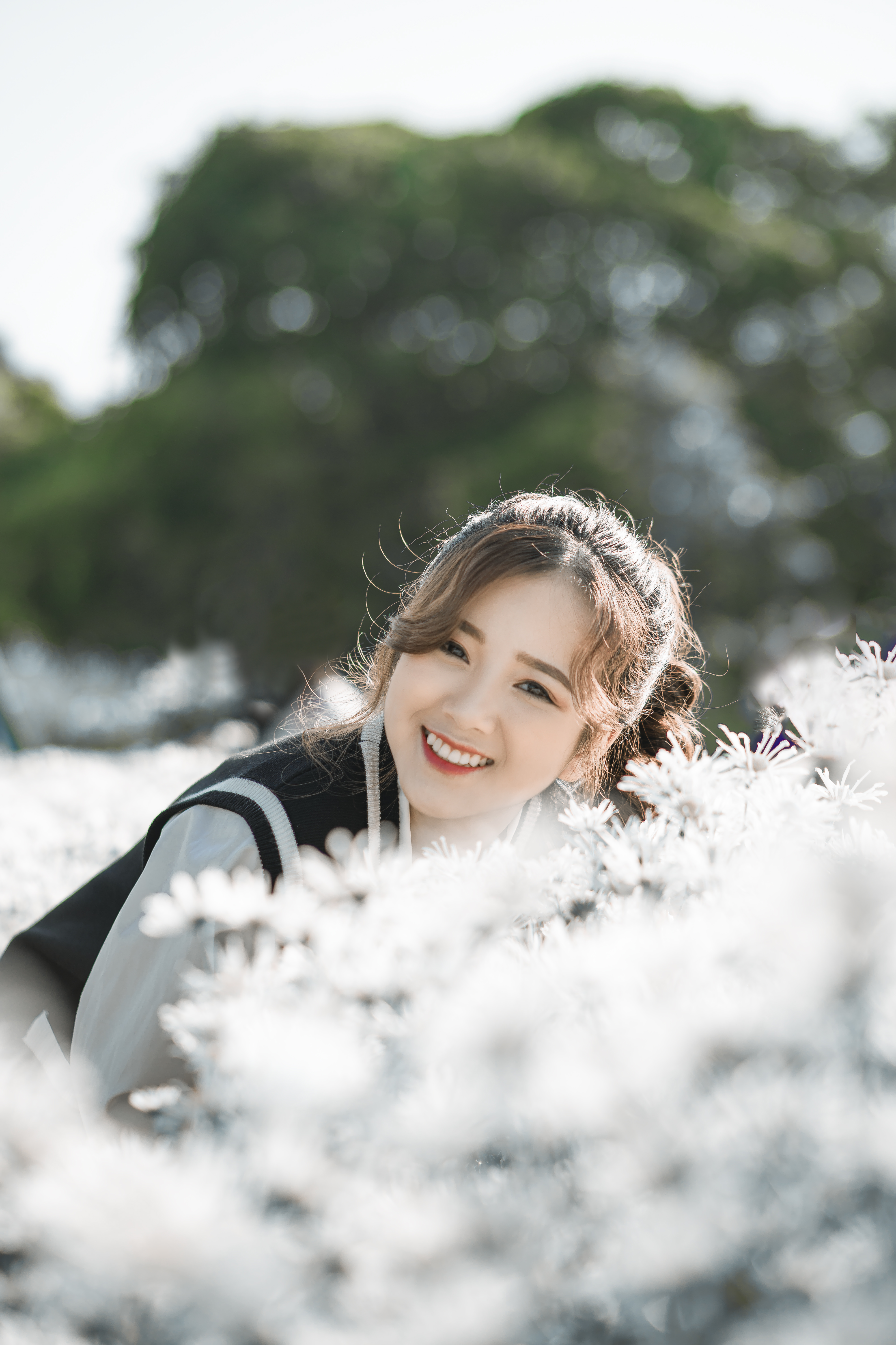 Cúc họa mi tháng 11: Mang cả trời thu Hà Nội trở về