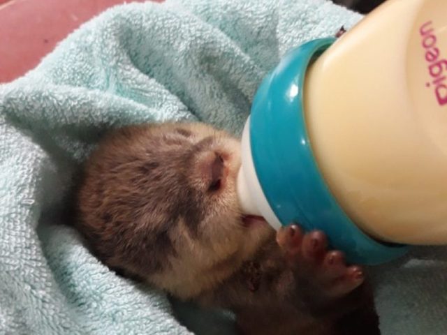 Nghệ An: Giải cứu 15 cá thể rái cá cực kỳ quý hiếm