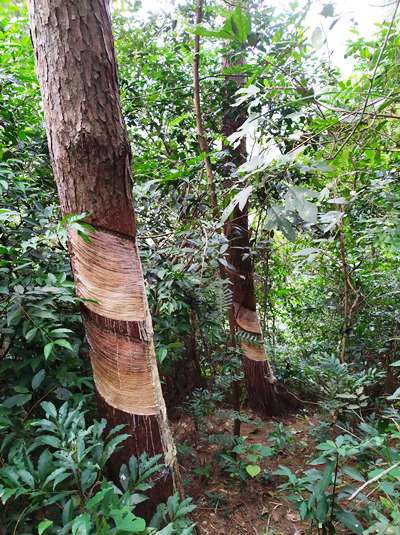 Vườn Quốc gia Tam Đảo (Vĩnh Phúc): Lâm tặc “bức tử” rừng thông hàng chục năm tuổi