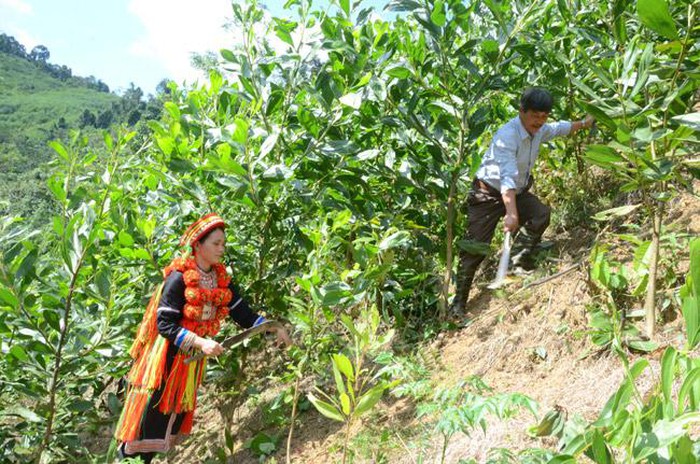 Thanh Hóa hỗ trợ gạo cho đồng bào dân tộc thiểu số bảo vệ rừng