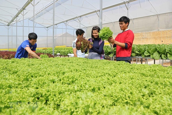 Agribank triển khai chương trình tín dụng ưu đãi phục vụ “Nông nghiệp sạch” với mong muốn xây dựng nền nông nghiệp an toàn, phát triển bền vững