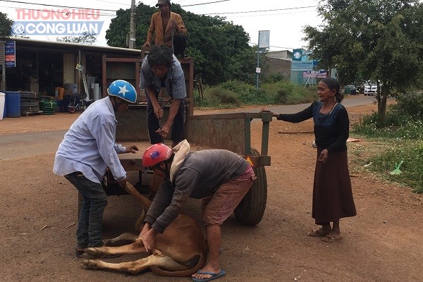 Con b&ograve; nh&agrave; &ocirc;ng Siu Glak kh&ocirc;ng thể đi phải d&ugrave;ng c&ocirc;ng n&ocirc;ng để chở