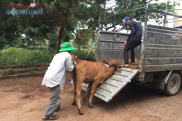 B&ograve; giống của c&ocirc;ng ty Cổ phần ph&aacute;t triển Miền n&uacute;i Gia Lai cũng bị tương tự