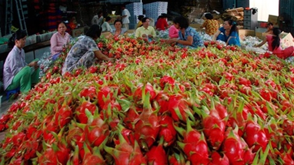 Việt Nam thu về 3,5 tỷ USD từ xuất khẩu rau quả