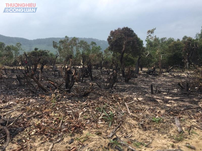 Nhiều ha rừng sản xuất đã bị người dân chặt hạ, đốt phá