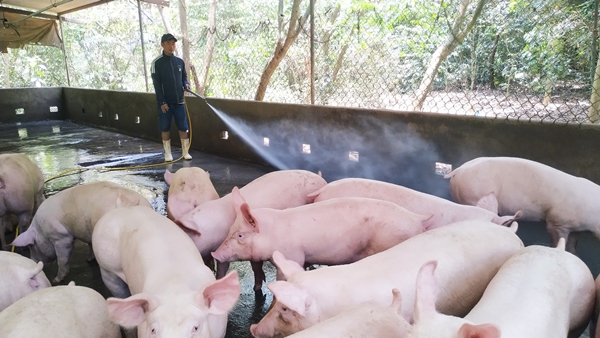 Giá thịt lợn hơi sắp chạm ngưỡng 100.000 đồng/kg (Ảnh minh họa)