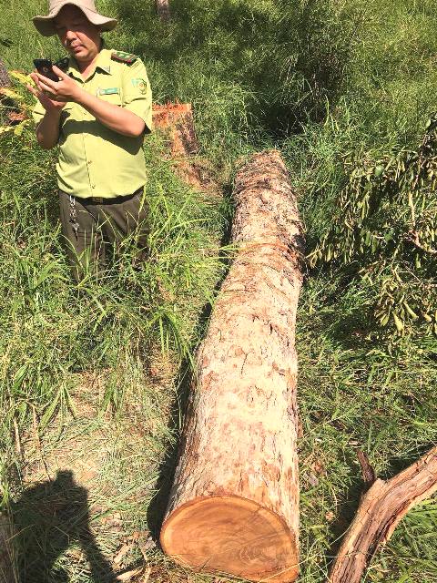 Kiểm l&acirc;m ph&aacute;t hiện nhiều c&acirc;y gỗ bị triệt hạ