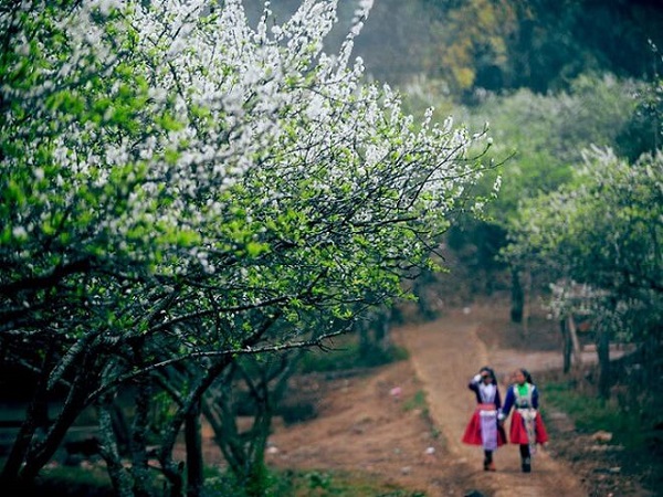 Con đường ngập hoa trên Mai Châu