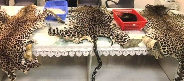 Đắk Lắk: Tăng cường kiểm soát buôn bán ngà voi và các loài động vật hoang dã