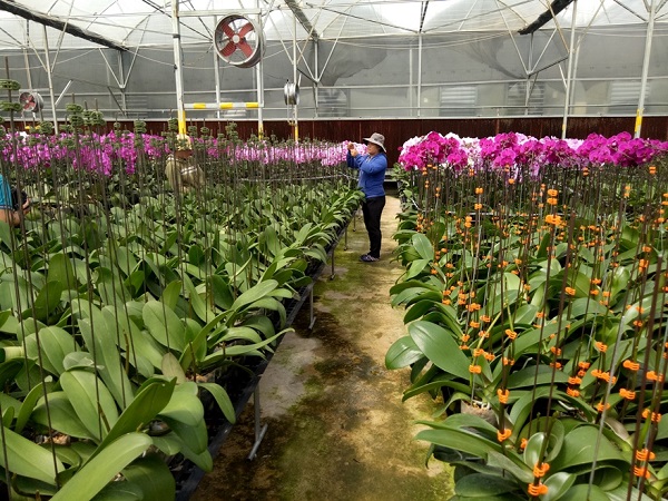 Góp phần tạo bứt phá tái cơ cấu nông nghiệp