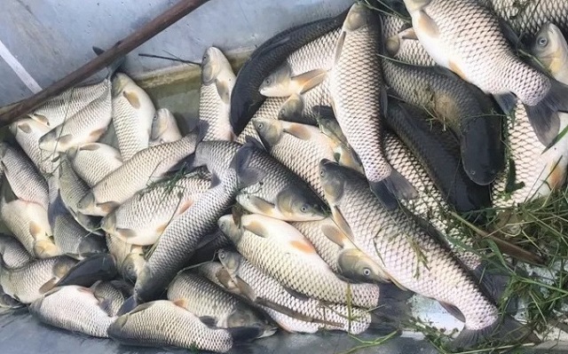 Hiện tượng cá chết bất thường xuất hiện trên Sông Chu đoạn qua huyện Thọ Xuân (Thanh Hóa)