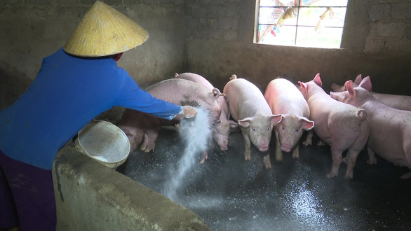 Thanh Hóa đã tạm cấp kinh phí hơn 8,9 tỷ đồng để hỗ trợ thiệt hại do bệnh dịch tả lợn Châu Phi gây ra