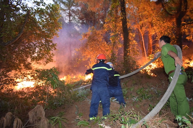 Vụ hỏa hoạn khiến 4.900m2 rừng thông bị thiêu rụi