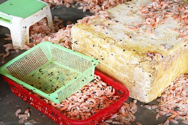 Hà Tĩnh: Phát hiện cơ sở “hô biến” hàng tạ tôm chết thối thành tôm nõn