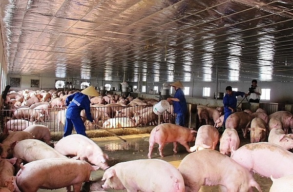 Bộ NN&PTNT đề nghị các doanh nghiệp chăn nuôi giảm giá thịt lợn hơi xuất chuồng xuống còn 70.000 đồng/kg