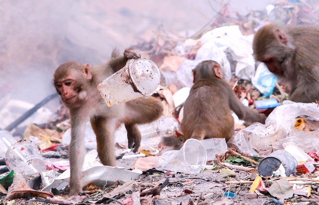 Đà Nẵng: Khỉ từ bán đảo Sơn Trà tràn về các tuyến đường khu dân cư kiếm ăn