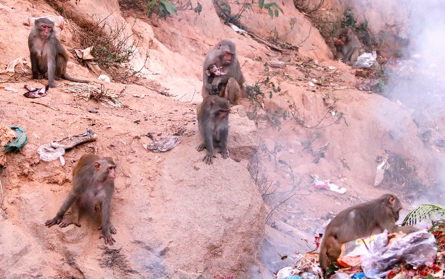 Nhiều cá thể khỉ tràn về ven các đường giao thông để kiếm ăn