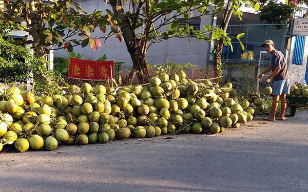 Nhà vườn thành phố Mỹ Tho, tỉnh Tiền Giang thu hoạch dừa Xiêm chờ thương lái đến thu mua