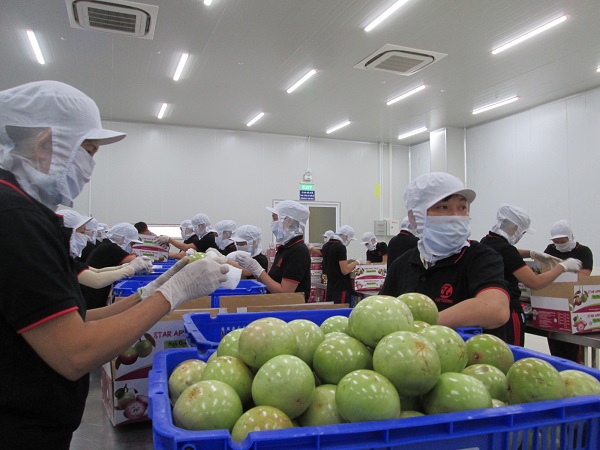 Xuất khẩu rau quả lao dốc so với cùng kỳ