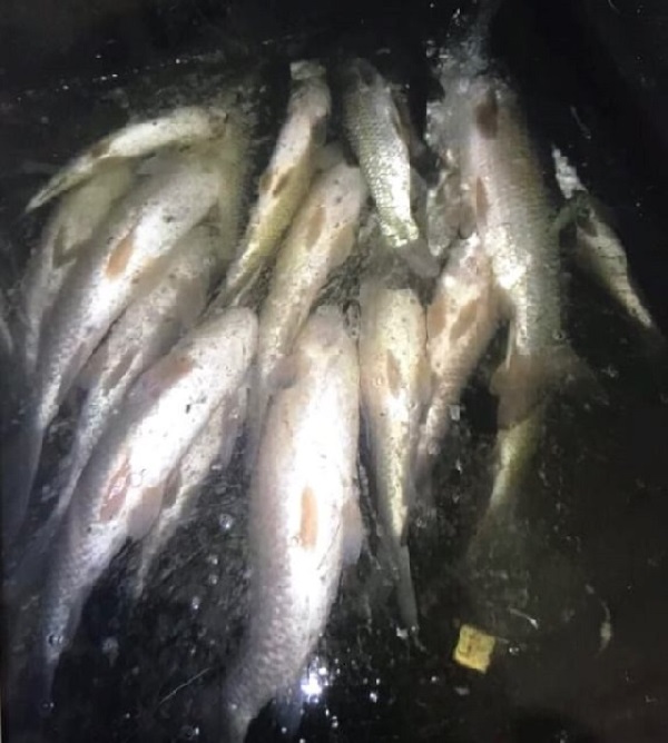 Hiện tượng cá tự nhiên, cá lồng nuôi chết bất thường xảy ra từ đêm 31/3 trên Sông Mã