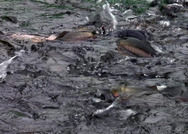 Tôm hùm mất giá rao vỉa hè, cá hồi ế trăm tấn...